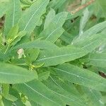 Euphorbia platyphyllos Blad