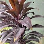 Cordyline fruticosaLeaf