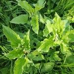 Chenopodium bonus-henricus Leaf