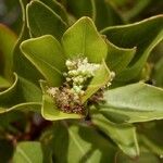 Longetia buxoides Цветок