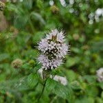 Mentha aquaticaFlower