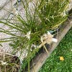 Rhynchospora nervosaFlors
