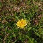 Taraxacum officinale Květ