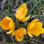 Crocus flavus Květ