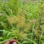 Cyperus distans Цвят