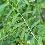 Vicia hirsuta Blatt