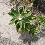 Ajania pacifica Leaf
