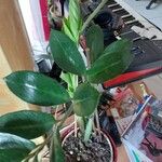 Zamioculcas zamiifolia Blatt