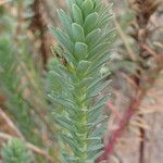 Euphorbia paralias Máis