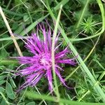 Cirsium acaule Květ