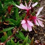 Gaura lindheimeri ᱵᱟᱦᱟ