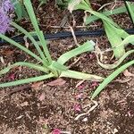 Allium stipitatum Hostoa