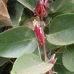 Tapinanthus globiferus Цвят