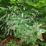 Prenanthes purpurea Habit