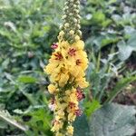 Verbascum nigrumBlüte