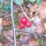 Cotoneaster dielsianus ഫലം