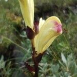 Pedicularis sceptrum-carolinum Flower