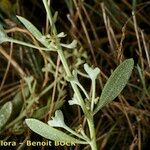 Atriplex pedunculata Beste bat