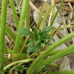 Ranunculus polyanthemos Άλλα