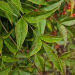 Nandina domestica Листок