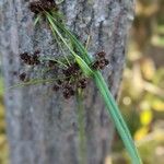 Scirpus atrovirens 果