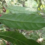 Heisteria parvifolia Leaf
