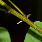 Indigofera roseocaerulea Φλοιός