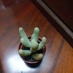 Sedum pachyphyllum 葉