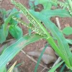 Paspalum paniculatum Leaf