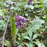 Corydalis solidaFlor