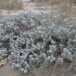 Achillea maritima 形態