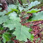 Quercus ellipsoidalis 葉