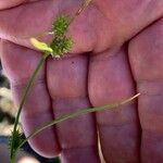 Carex demissa Froito
