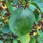 Cordia monoica পাতা