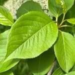 Viburnum lentago ഇല
