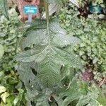 Echinops exaltatus Leaf