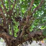 Ficus auriculata Fruit