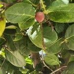 Coccoloba diversifolia Fruit