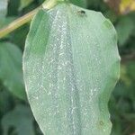 Tinantia erecta Leaf