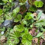 Gunnera magellanica पत्ता