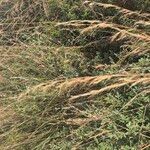 Aristida adscensionis Flower