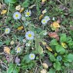 Erigeron speciosus Blüte