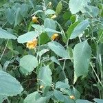 Impatiens capensis Flower