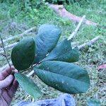 Anthonotha macrophylla Leaf