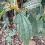 Miconia tschudyoides Blad