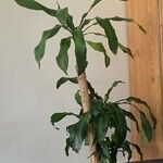 Dracaena braunii Blatt