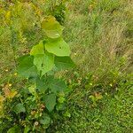 Populus tremuloidesLeaf