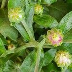 Tanacetum coccineum Лист