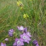 Gentianella ramosaFiore