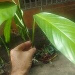 Philodendron hastatum K.Koch & Selloبرگ